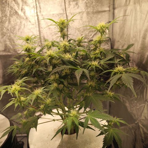 Lemon Haze Auto growlog timeline photo