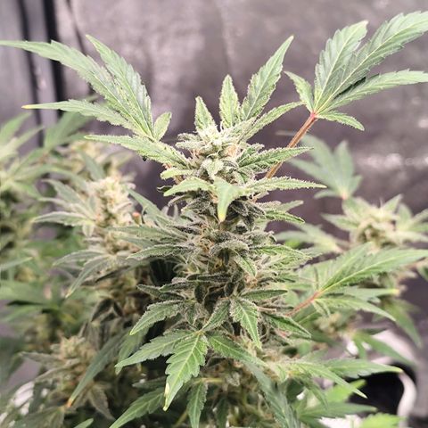 Lemon Haze Auto growlog timeline photo