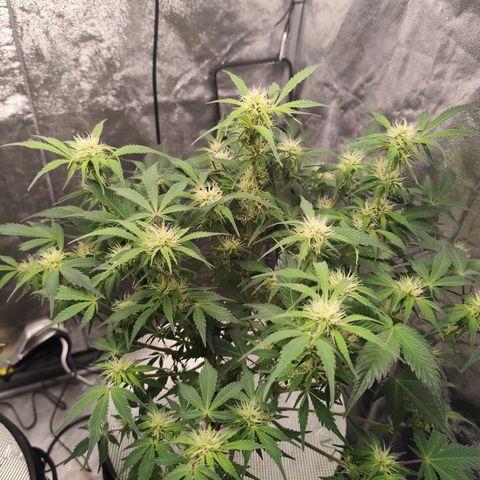 Lemon Haze Auto growlog timeline photo