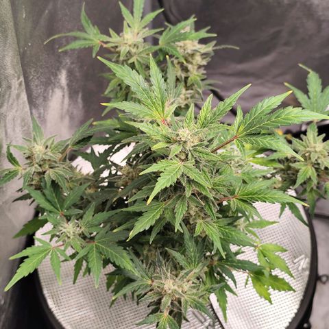 Lemon Haze Auto growlog timeline photo