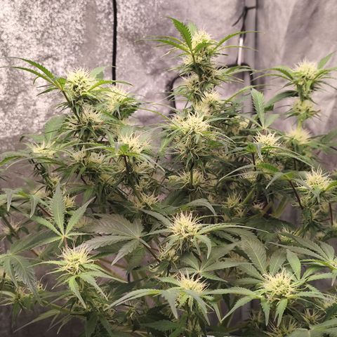 Lemon Haze Auto growlog timeline photo