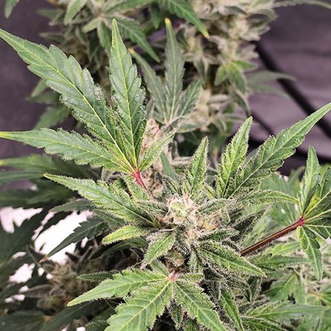 Lemon Haze Auto growlog timeline photo