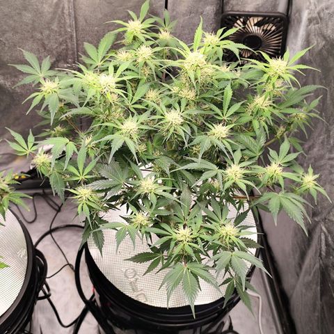 Lemon Haze Auto growlog timeline photo