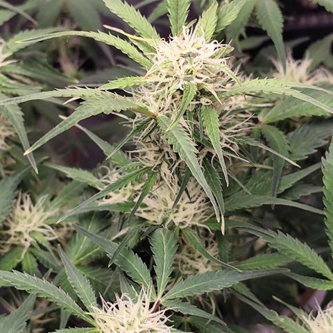 Lemon Haze Auto growlog timeline photo
