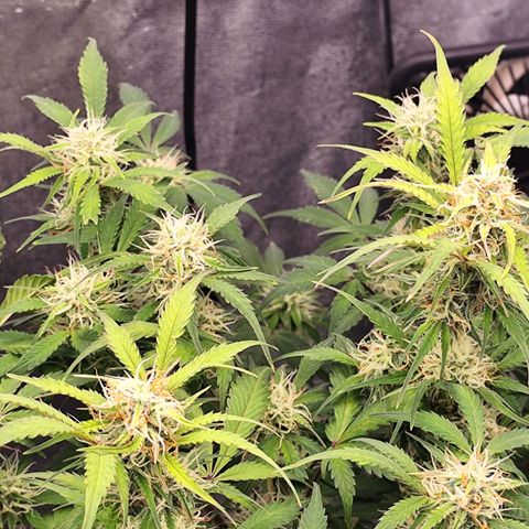 Lemon Haze Auto growlog timeline photo