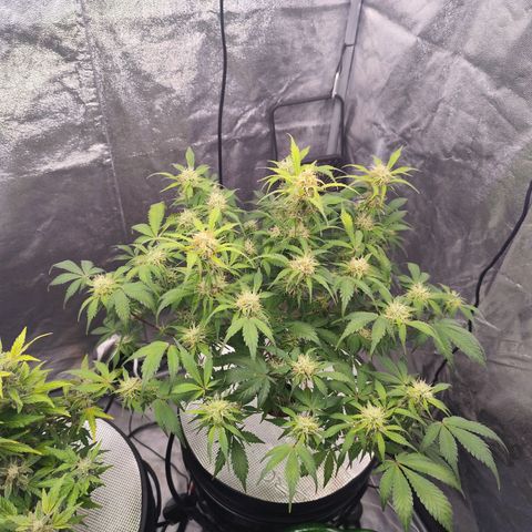 Lemon Haze Auto growlog timeline photo