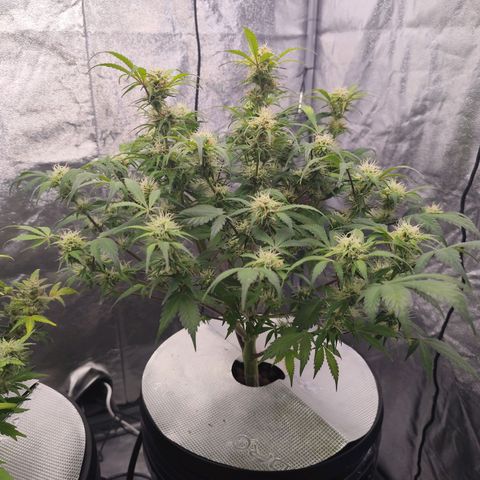 Lemon Haze Auto growlog timeline photo