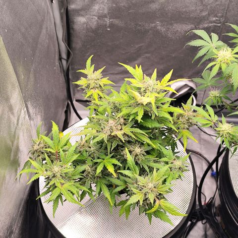 Lemon Haze Auto growlog timeline photo