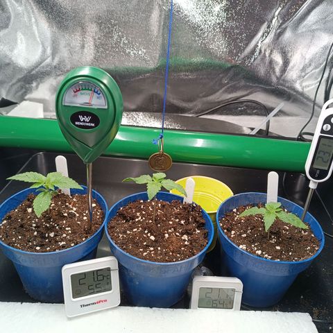Mimosa EVO  #1 growlog timeline photo