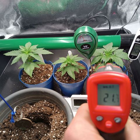 Mimosa EVO  #1 growlog timeline photo