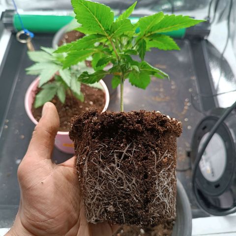 Mimosa EVO  #1 growlog photo: Umtopfen 