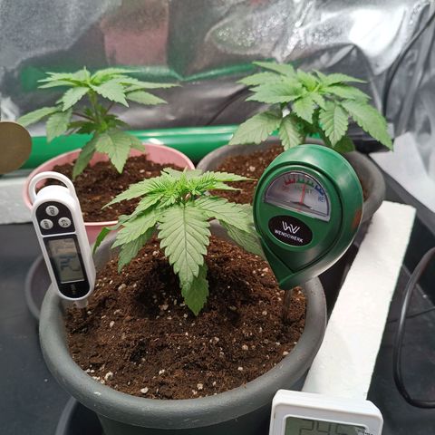Mimosa EVO  #1 growlog timeline photo