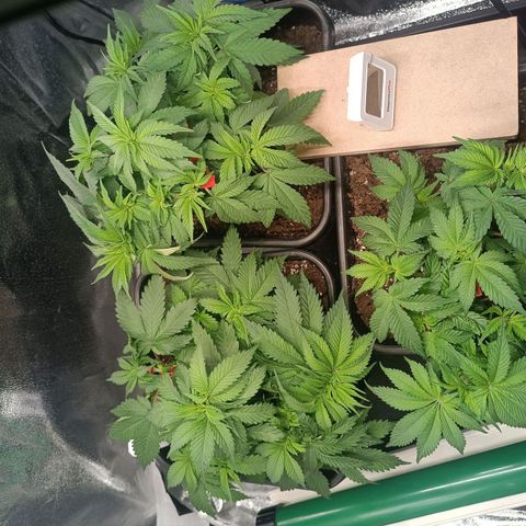 Mimosa EVO  #1 growlog timeline photo