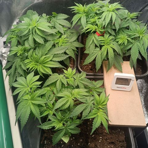 Mimosa EVO  #1 growlog timeline photo