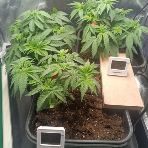 Mimosa EVO  #1 growlog timeline photo