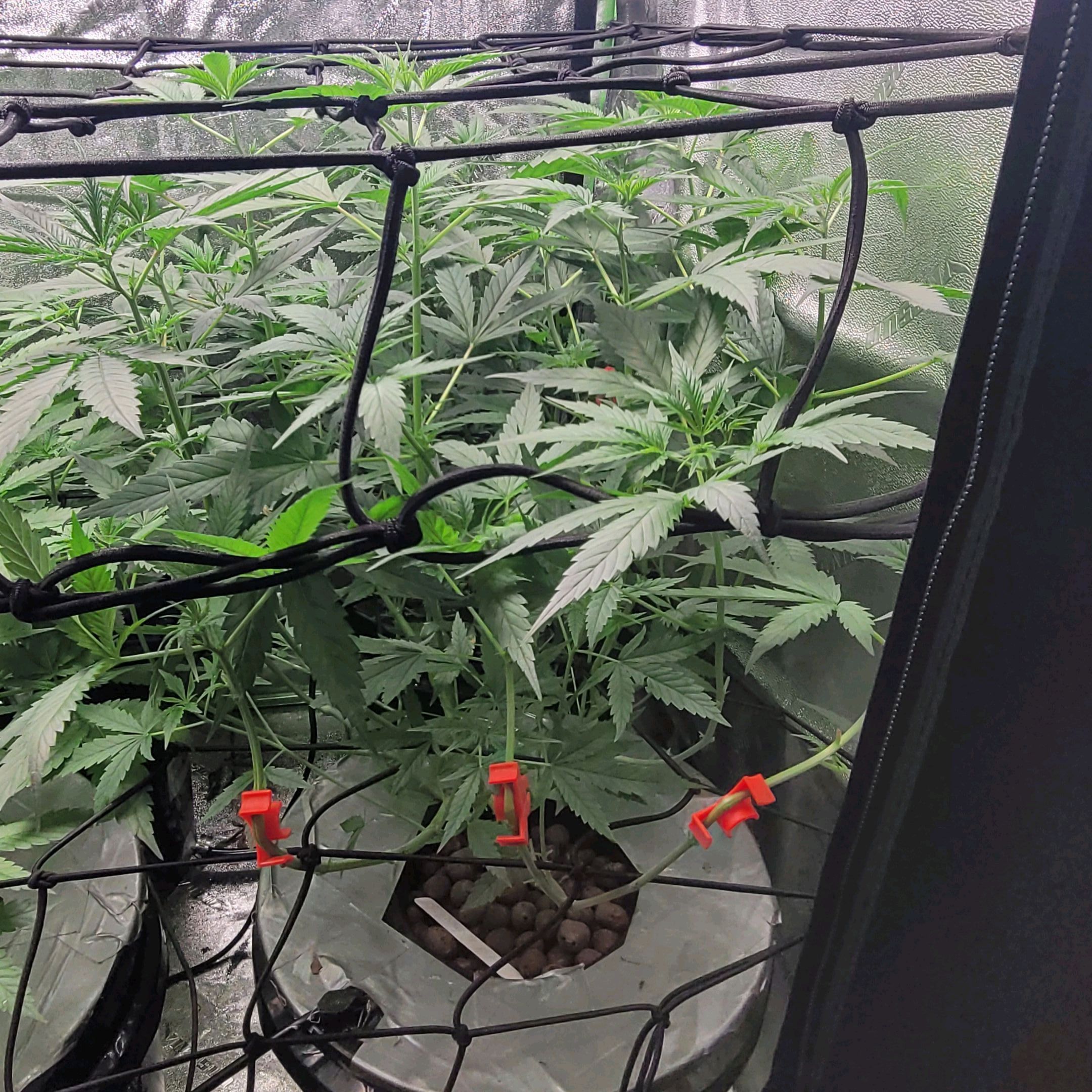 Durban Poison growlog header