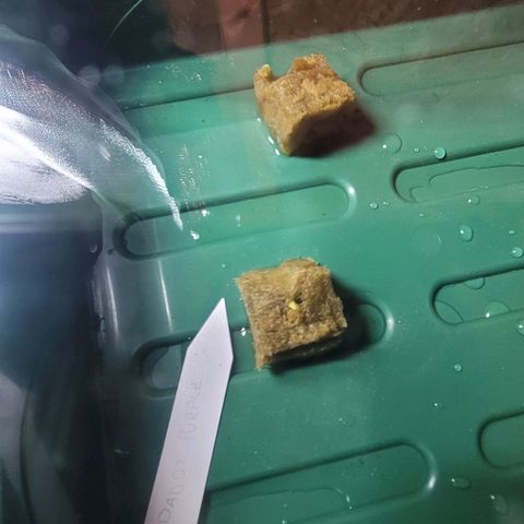 Grandaddy Purple growlog photo: First showing of GDP #1. GDP #2 is still working on sprouting.