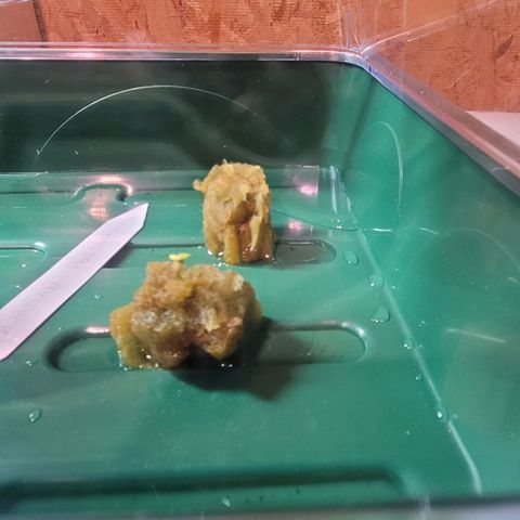 Durban Poison growlog photo
