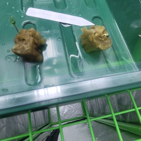 Durban Poison growlog timeline photo