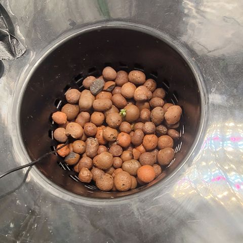 Grandaddy Purple growlog photo: Small, but she in there
