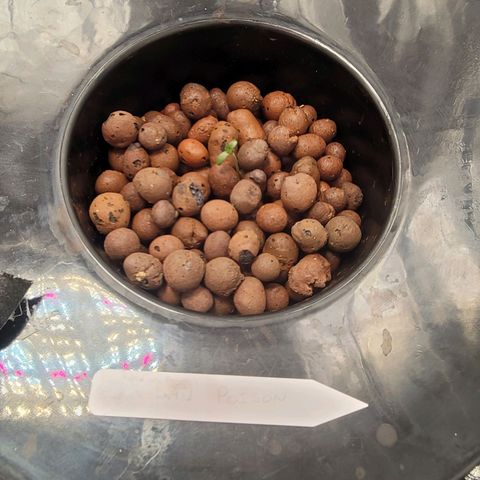 Durban Poison growlog timeline photo
