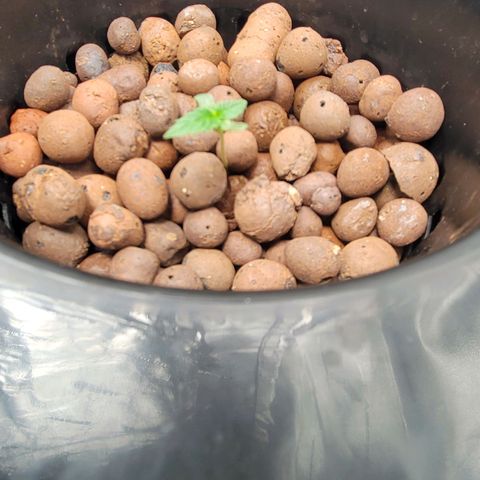 Durban Poison growlog photo: Good growth. Plant looks fairly healthy 