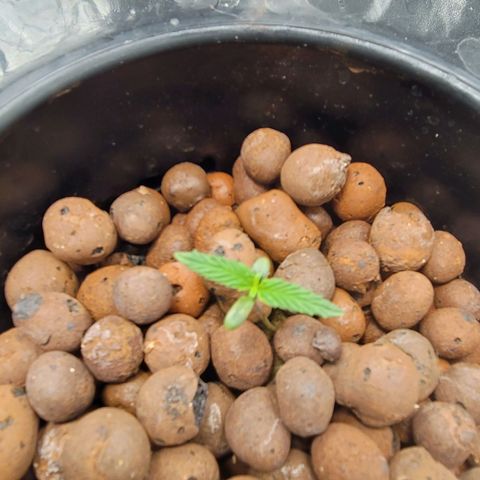 Durban Poison growlog photo: Good growth. Plant looks fairly healthy 