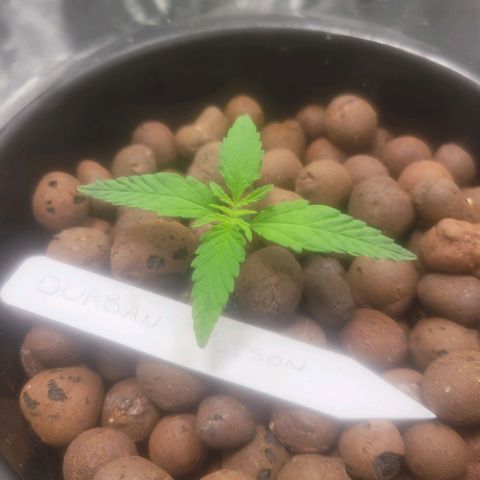 Durban Poison growlog photo: Durban Poison #1