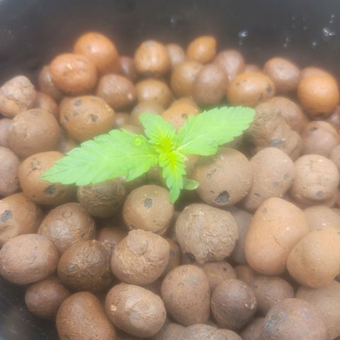 Durban Poison growlog photo: Durban Poison #2