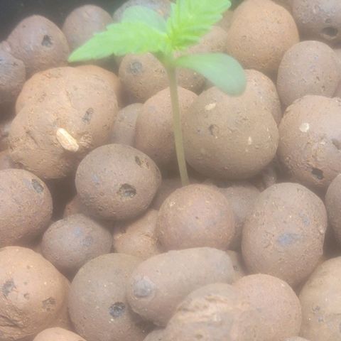 Grandaddy Purple growlog timeline photo