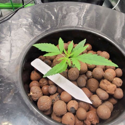 Durban Poison growlog photo: Durban #1