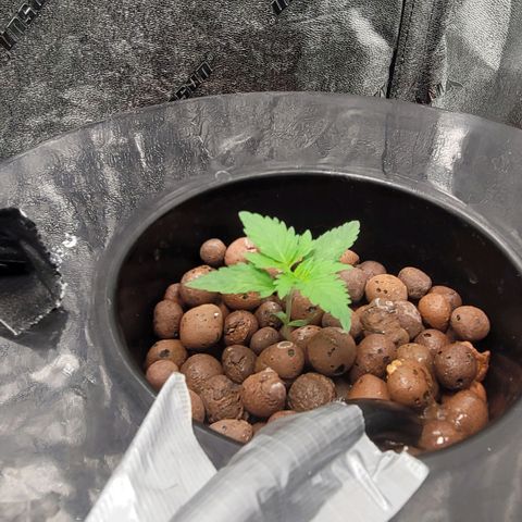 Durban Poison growlog photo: Durban #2