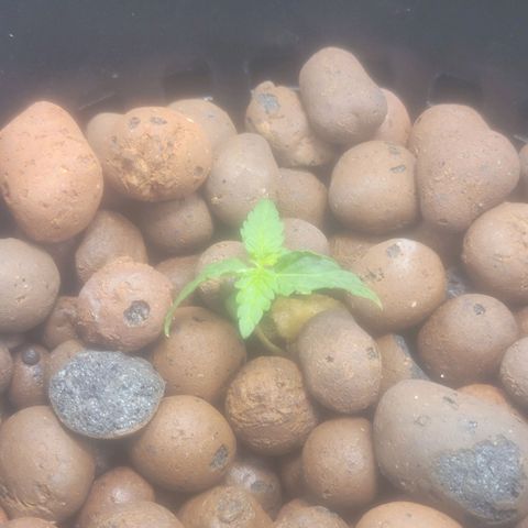 Grandaddy Purple growlog photo: GDP #1 recovering well.