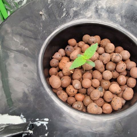Grandaddy Purple growlog photo: GDP #2 doing well no issues