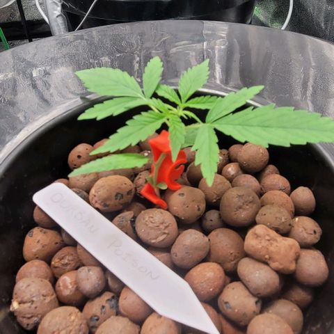 Durban Poison growlog photo: Durban #1 first lst
