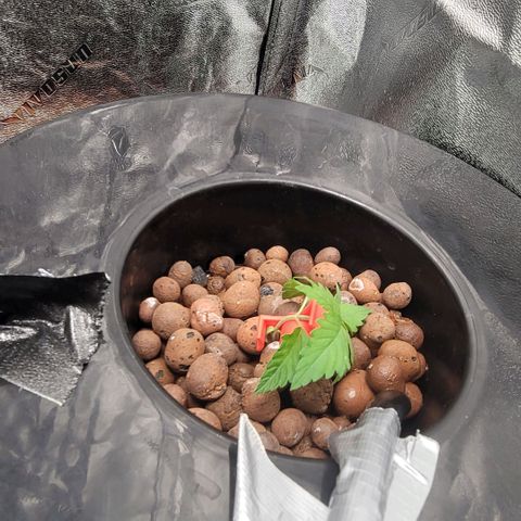 Durban Poison growlog photo: Durba  #2 not happy after lst