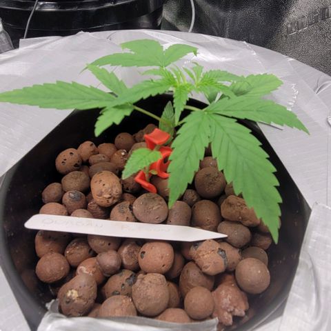 Durban Poison growlog photo: Durban Poison #1 took LST training well. 