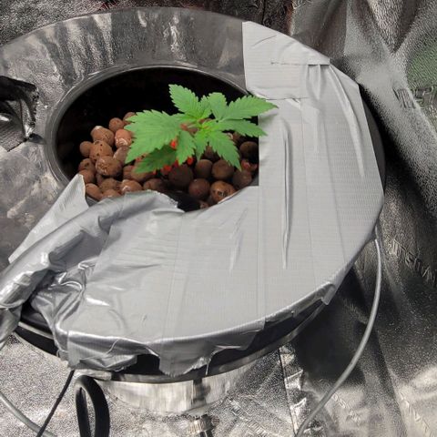 Durban Poison growlog photo: Durban Poison #2 recovered well from LST