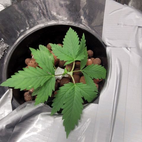 Durban Poison growlog photo: Durban #2 topped today and LST cliped