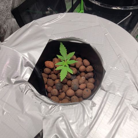 Grandaddy Purple growlog photo: Grandaddy Purple #1 finally healthy and growing after the stransfer.