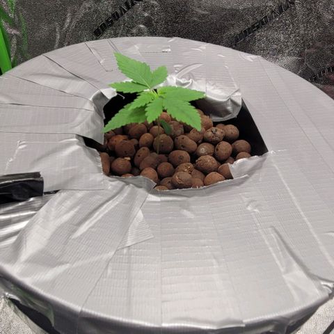 Grandaddy Purple growlog photo: GDP #2 off and to the races.