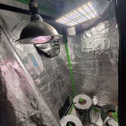 Grandaddy Purple growlog photo: Added small light.. Can't hurt, right?