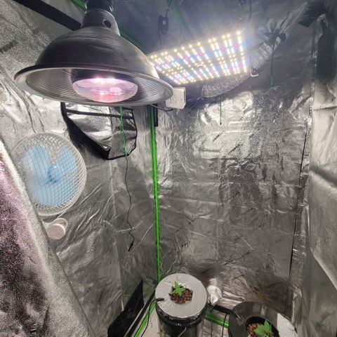 Durban Poison growlog photo: Exta grow light