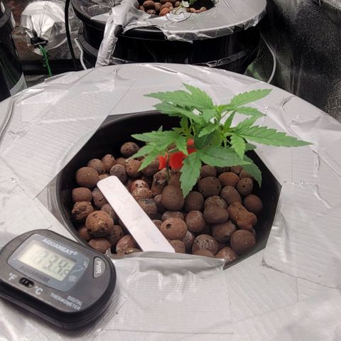 Durban Poison growlog photo: DP #1
