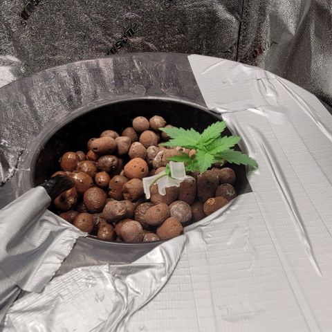 Durban Poison growlog timeline photo