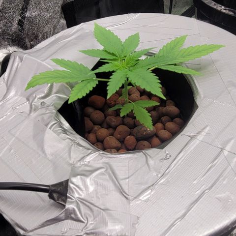 Grandaddy Purple growlog photo: GDP #1 no topping, no lst