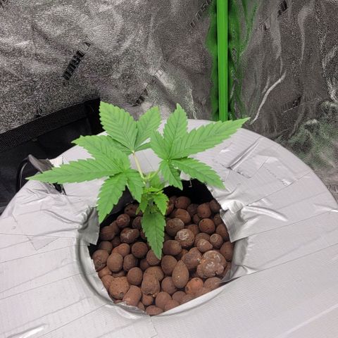 Grandaddy Purple growlog photo: GDP #2 topped but no lst