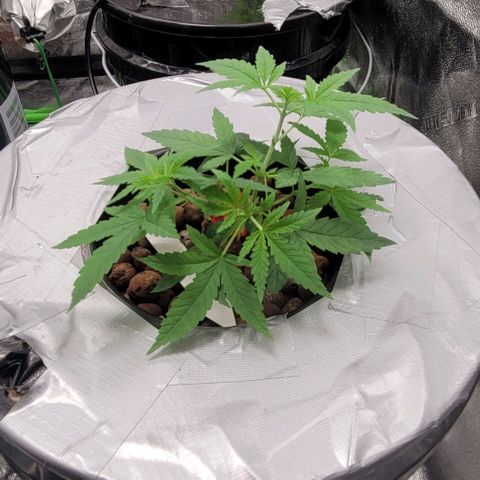 Durban Poison growlog photo: Durban #1