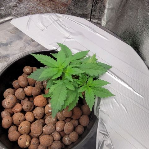 Durban Poison growlog photo: Durban #2