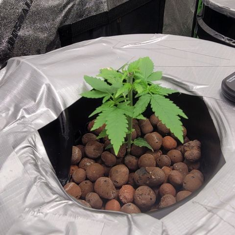 Grandaddy Purple growlog photo: GDP #1 topped, no lst